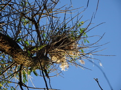 Pitangus sulphuratus