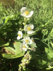 Sagittaria australis