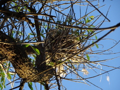 Pitangus sulphuratus