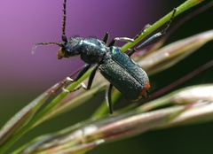 Clanoptilus geniculatus