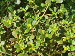 Tetraena