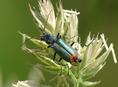 Clanoptilus geniculatus