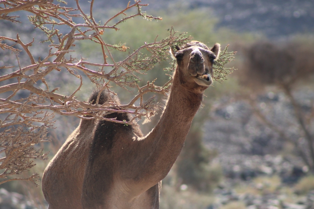 Dromedary Camel from 43711, Saudi Arabia on November 10, 2022 at 01:46 ...