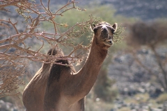 Camelus dromedarius