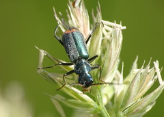 Clanoptilus geniculatus