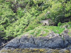 Canis lupus crassodon