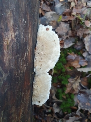 Fungi