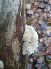 Fungi