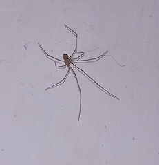 Physocyclus globosus