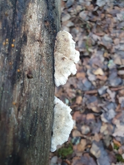 Fungi
