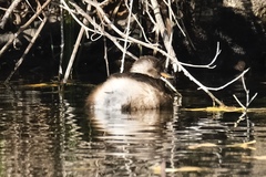 Tachybaptus ruficollis