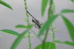 Argiope