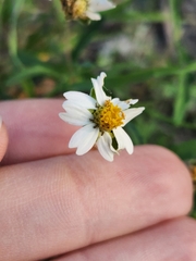 Melampodium cinereum
