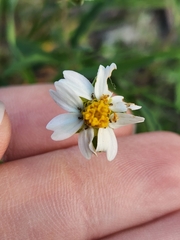Melampodium cinereum