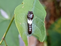 Papilionidae