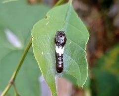 Papilionidae