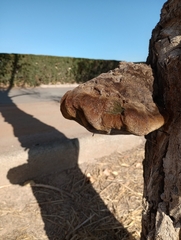 Phellinus pomaceus