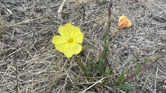 Oenothera stricta