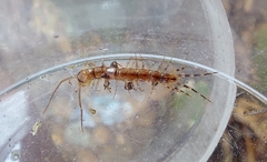 Lithobius variegatus