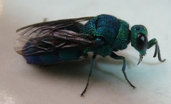 Chrysis conica