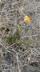 Oenothera stricta