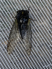 Neotibicen lyricen engelhardti