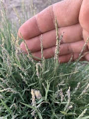 Muhlenbergia richardsonis