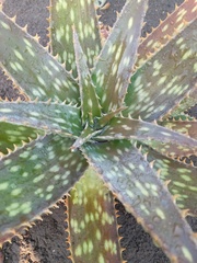 Asphodeloideae