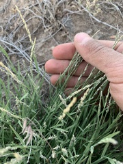 Muhlenbergia richardsonis