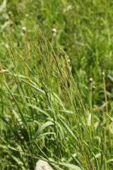 Bromus inermis