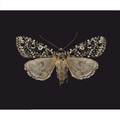 Xestia mixta