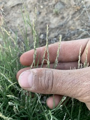 Muhlenbergia richardsonis