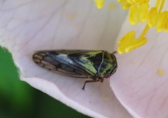 Oncopsis flavicollis