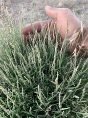 Muhlenbergia richardsonis