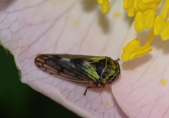 Oncopsis flavicollis