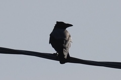 Corvus cornix