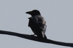 Corvus cornix