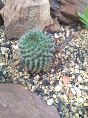 Mammillaria brandegeei