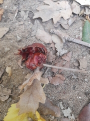 Andricus dentimitratus