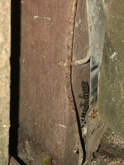 Sphaerodactylus copei