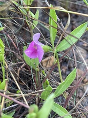 Sphenostylis angustifolia