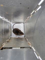 Peromyscus maniculatus