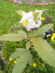 Solanum