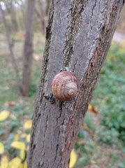 Helix albescens