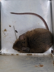 Peromyscus maniculatus