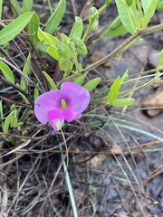 Sphenostylis angustifolia