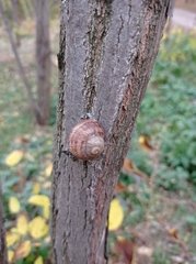 Helix albescens