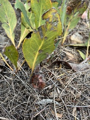 Protea acaulos