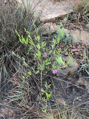 Sphenostylis angustifolia