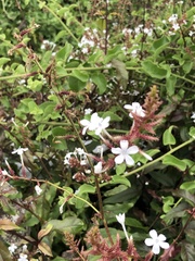 Plumbago zeylanica